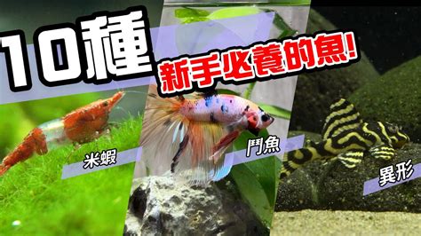 養魚 推薦